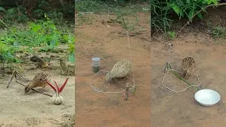 Easy Making Quick Quail Trap From Wood - Really Unique Bird Trap