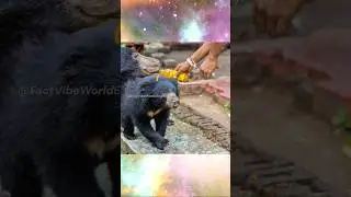 🐻 &ldquo;A BEAR in a Temple?!&rdquo; &ndash; The Unbelievable Story of Chandi Mata Temple 😱🇮🇳