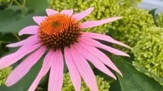 Small Garden Task Results! Big Satisfaction!