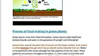 Photosynthesis in Plants