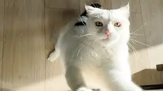 😸A Peek into Another Day of Feline Wonders! 🎥Funny videos with a cat😸