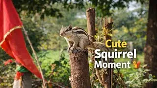 Cute Squirrel Moments 🐿️ | Fun, Food & Nature (Full Video)