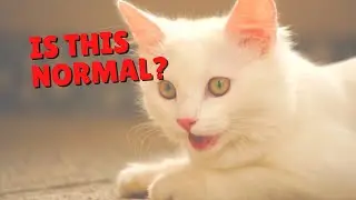 Кошки дышат ртом? | Две сумасшедшие кошатницы