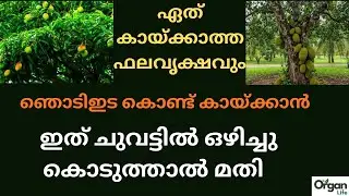 ഏത് ഫലവൃക്ഷവും   ഞൊടിഇട കൊണ്ട് കായ്ക്കാൻ ഇത് മതി  | ORGANLIFE