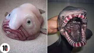 10 Animals That Look Like Aliens