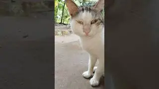 BABY PAWS TV SL #soto #cat