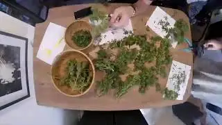 72W Stealth grow Box - Harvest