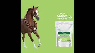 Stance Equitec Hemp Hulls and Hearts benefits