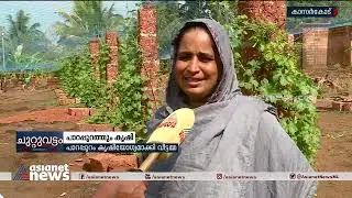 പാറപ്പുറം കൃഷിയോഗ്യമാക്കി വീട്ടമ്മ; വേറിട്ട പരീക്ഷണവുമായി ഖൈറുന്നീസ | Farming | Kasaragod