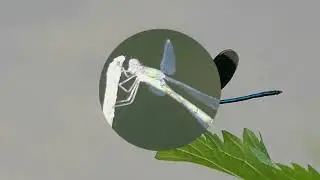 IJsvogel op Strabrechtse Heide en weidebeekjuffers in actie bij Peelkanaal dinsdag 26 augustus 2025