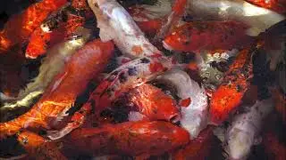 🐟 Deep Dubstep Best-of 2022 - Summer Mix 🐟