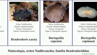 Malacolog&iacute;a, orden Nudibranchia, familia Dendrodorididae pan josh mollusca capensis miniata House
