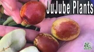 How to grow Jujube fruit Trees to taste delicious