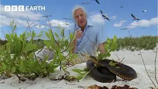 Snakes vs Gulls with David Attenborough | BBC Earth Science