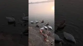 #shortvideo#shorts#short 'Bada Talab Tikamgarh#talab#tikamgarh