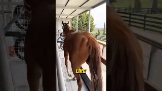 Почему конина была такой горячей 🥵 !!!
