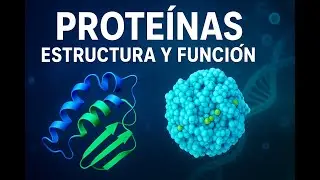 Estructura y Funci&oacute;n de las Prote&iacute;nas Bachillerato PAU🔬 Explicado en 10 Minutos