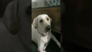 maddy ka desperation😂😮 #funny #labrador #comedy #lab #dog #cute