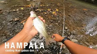 NEKAD ‼️ IKAN NGEJAR SAMPAI KE AIR DANGKAL || CASTING GABUS DAN HAMPALA