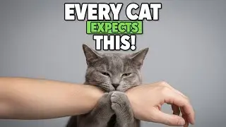 The Unspoken Rules Cats Expect You to Follow (Most Owners Don&rsquo;t Know)