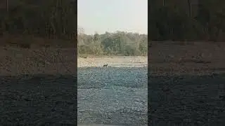 Sitavani Jungle Safari ( Indian Golden Jackal )