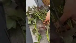smart technique for planting sweet potatoes in soil covered with plastic mulch  #farming #shorts