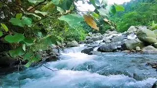 Deep Sleep Flow 🌿 Forest River Sounds for All Night Rest