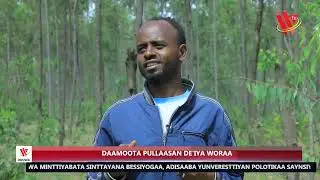 GALLASSAPPE 6 SAATE WOLAYTTATTO ODOTA&hellip;23/4/2017 M.L