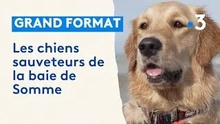 Sécurité en mer : les chiens sauveteurs de la baie de Somme