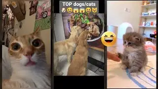 Funniest Cat 🐈‍⬛ #trending 🥰 #lifeandcats #2092