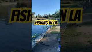 We fished Echo Park in Los Angeles using NoKnot clips! noknotfishingco.com #lafishing #fishing #fish