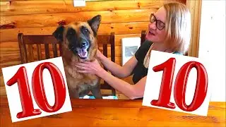 Our German Shepherd is 10 years old