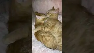 The cutest brothers ever #cute #kittens #cat #love #animals #adorable #pets