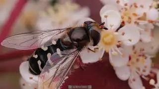 Scaeva pyrastri