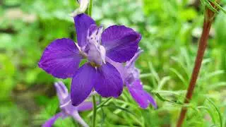 Consolida Regalis (Forking Larkspur),  Phlox -  Beautiful Flowers