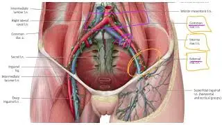 LYMPHATIC DRAINAGE OF THE POSTERIOR ABDOMINAL WALL-ASR HOMEOPATHIC MEDICAL COLLEGE-Dr. LUKE M.D(Hom)