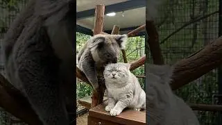 Peaceful Coexistence! A Special Moment Between a Koala and a Cat #cat #koala #catvideos