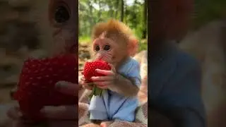 Cute Baby Monkey Eating Strawberry | Adorable Sweet Snack Time #babymonkey #cuteanimals #strawberry