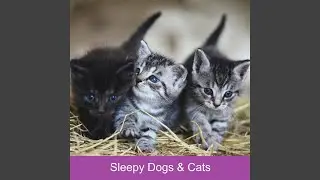 Pets Classical Piano Calm Music (feat. Music For Cats, World of cat's & Музыка для...