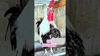 Rooster calling Rohaan Name 😜 #funnyvideo #funny #chicken #rooster #youtubeshorts #kidz