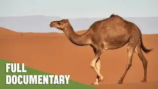 Sea Turtles & Desert Life! Exploring Yemen's Hidden Wonders | Nature Documentary
