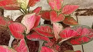 tanaman hias aglonema