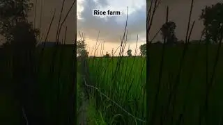 Swamp rice farm. Evening stroll #farm #whitenoise #evening #nature