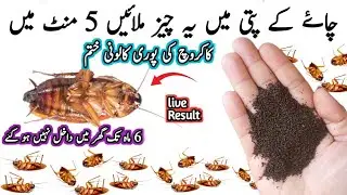 Home Remedy To Get Rid Of Cockroaches | Cockroach Ko Marne Ka Tarika | Homemade Cockroach Killer