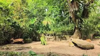 Singapore Zoo: Nyala chased by Red River Hogs (Wild Africa)