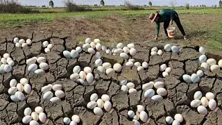 Wow unique  !A farmer collects a lot of duck eggs in a field with thin grass and loose soil.