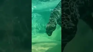 Tiger dives into the water