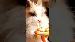 Bunny Cooks Tiny Pizza with Carrot & Cheese ASMR #animalasmr #asmr #cheese #pizza #cute
