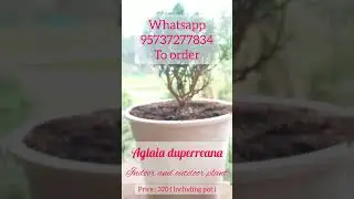Aglaia duperreana|#homenursery #bonsai #nursery #outdoorplants #indoorplants #nursery #plants #short