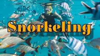 SNORKELING WITH THE DIFFERENT TYPES OF COLORFUL SEA CREATURES OF PANGLAO, BOHOL | TRIP TV